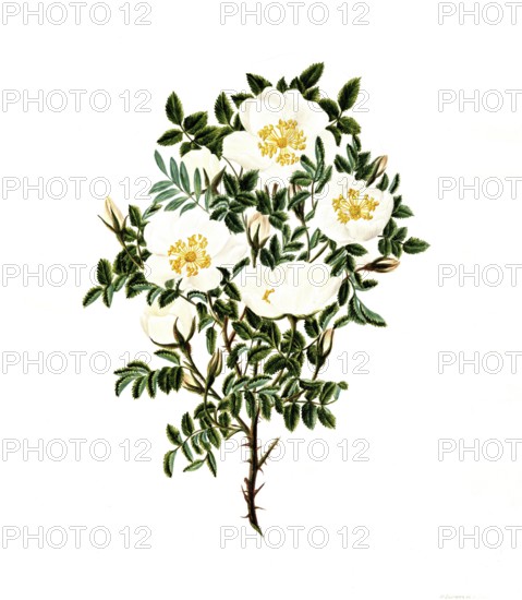 Cultivated plant, sweet rose, rose spinosissima, tall scotch rose, illustration, reproduction from