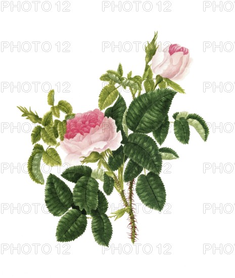 Cultivated plant, precious rose, rose rosa centifolia, blush royal rose, illustration, reproduction