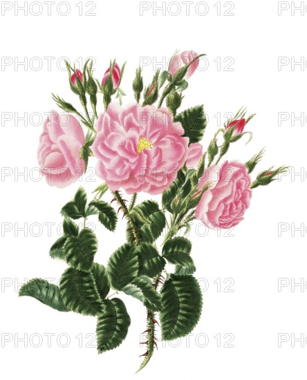 Cultivated plant, precious rose, rose rosa damascena, red monthly rose, illustration, reproduction