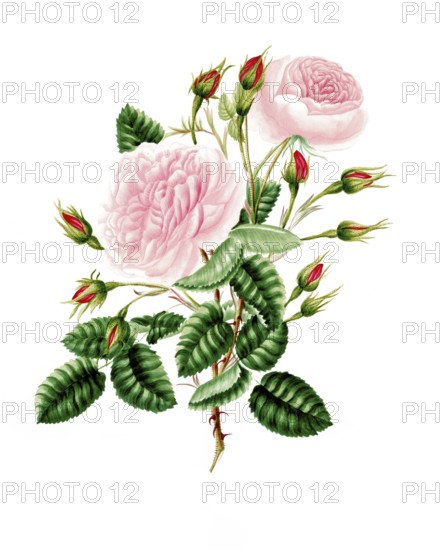 Cultivated plant, precious rose, rose provencialis, common Provence rose, illustration,