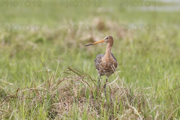 Black gown (Limosa limosa) building a nest on the shore of a lake in a moor, snipe birds, wildlife,