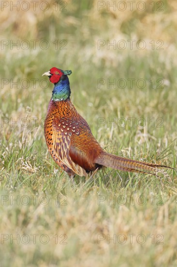 Pheasant, hunting pheasant (Phasianus colchicus), adult male bird in a meadow, wildlife, lembruch,