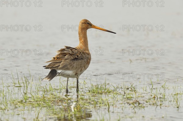 Greenpike (Limosa limosa) runs in shallow water in a moor, snipe birds, wildlife, nature