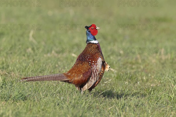 Pheasant, hunting pheasant (Phasianus colchicus), adult male bird in a meadow, wildlife, lembruch,
