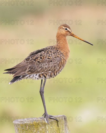 Blacktail (Limosa limosa), sitting room, on a fence post, snipe birds, wildlife, nature