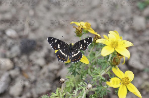 Map (Araschnia levana), flower, yellow, summer generation, nectar, The map sits on a flower with
