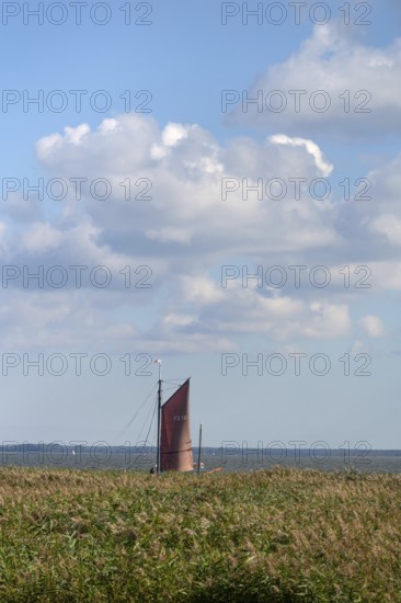 Zeesboot im Bodden, historic fishing boat, today for tourist ferries, reeds in front, Ahrenshoop,