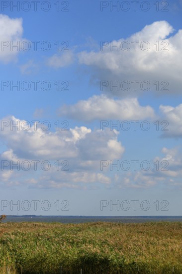Reed, thatch (Phragmites australis) in front of the lagoon, Ahrenshoop, Darß, Mecklenburg-Western