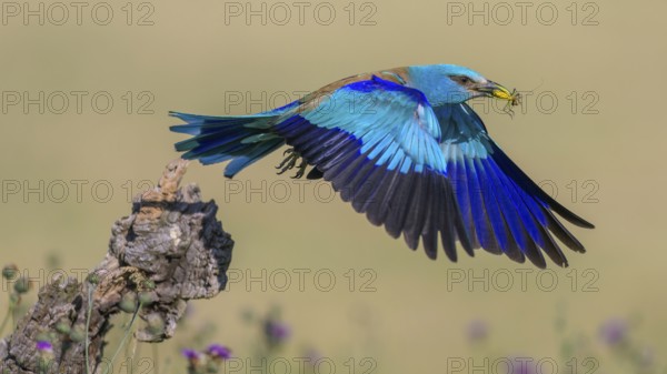 Blue racke (Coracias garrulus), starting from sitting room in a flower meadow with insect in its