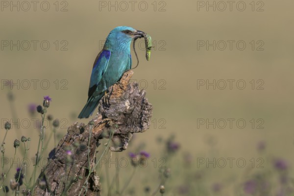 Blue racquet (Coracias garrulus) sitting in a flower meadow with captured sand lizard (Lacerta