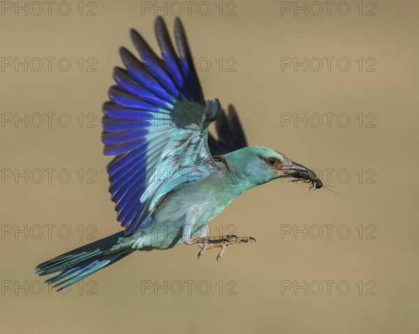 Blue racke (Coracias garrulus), flying with insect in its beak, Kiskunság National Park, Hungary