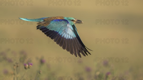 Blue racke (Coracias garrulus), flying in a meadow landscape with an insect in its beak, Kiskunság