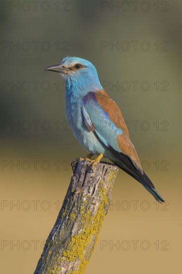Blue racke (Coracias garrulus), on a post covered with yellow lichens, Kiskunság National Park,