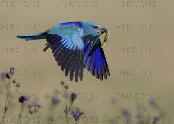 Blue racquet (Coracias garrulus), flying in a flower meadow with captured sand lizard (Lacerta