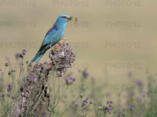 Blue racke (Coracias garrulus) sitting in a flower meadow with an insect in its beak, Kiskunság