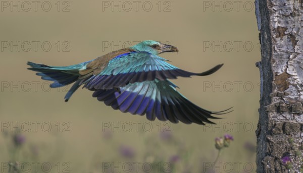 Blue racke (Coracias garrulus), flying in a flower meadow with an insect in its beak to its nesting