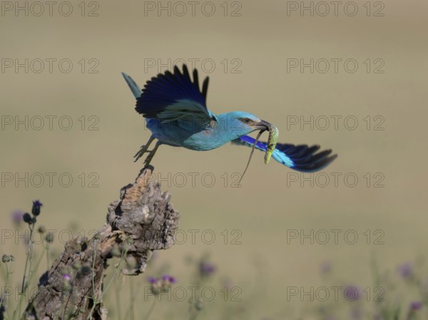Blue racquet (Coracias garrulus), starting from sitting room in a flower meadow with captured sand