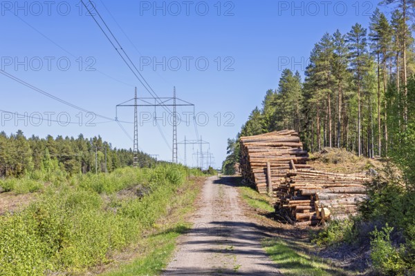 Timber stacks by a forest road next to a high-voltage power line in a pine woodland a sunny summer