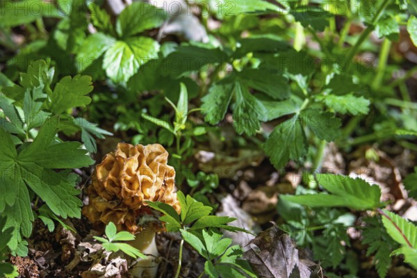 Beautiful Morel fungi (Morchella conica) growing on the ground in a deciduous forest in early