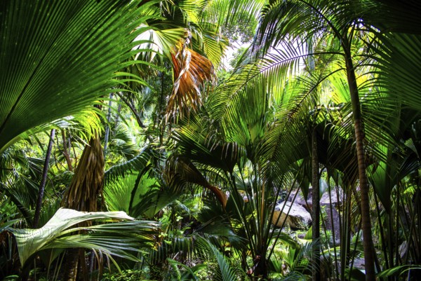 Fond Ferdinand Nature Reserve, Praslin, Seychelles, Praslin, Seychelles