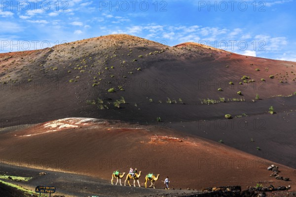 Ride on the Camellos, Timanfaya National Park Fire Mountains, Montanas del Fuego, Lanzarote, Canary