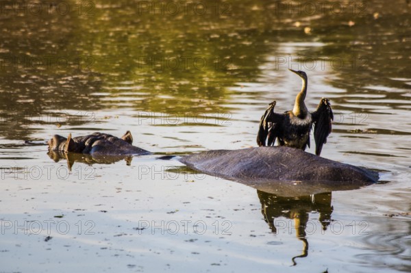 Hippo with cormorant, Hippo lodge in Mlilwane Wildlife Sanctuary, Swaziland - eSwatini, South