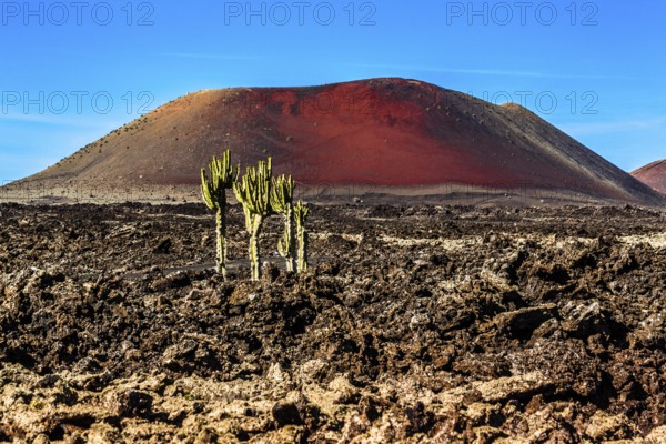 Montana Colorada volcano with cacti, volcanic environment of the Timanfaya Fire Mountains,