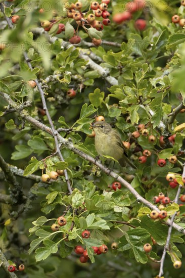 Common chiffchaff (Phylloscopus collybita) adult bird in a Hawthorn hedgerow with red berries in