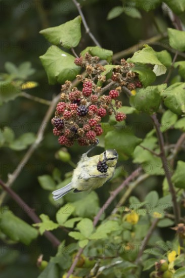 Blue tit (Cyanistes caeruleus) adult bird in a hedgerow feeding on blackberries in summer, England,