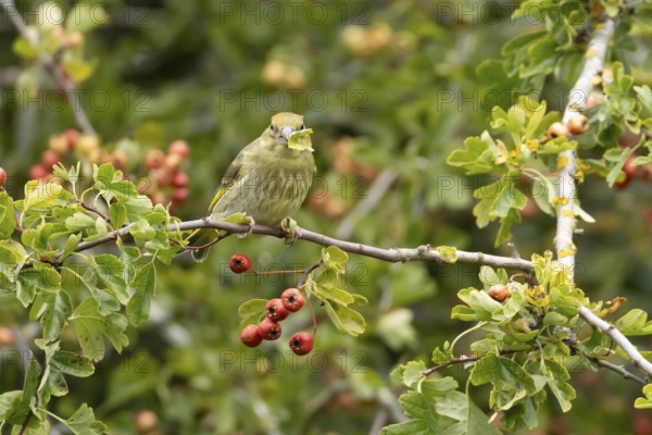 European greenfinch (Chloris chloris) adult bird in a Hawthorn hedgerow with red berries in summer,