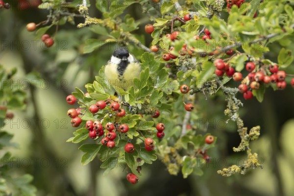 Great tit (Parus major) adult bird in a Hawthorn hedgerow with red berries in summer, England,