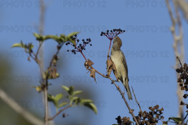Eurasian blackcap (Sylvia atricapilla) adult female bird in a hedgerow feeding on Elder tree