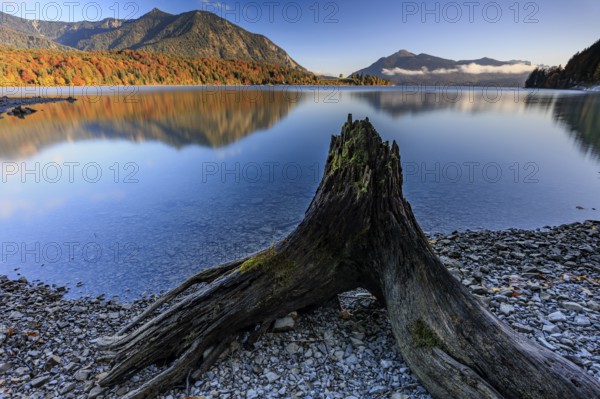 Mountain lake, reflection, morning light, mountains, shore, root, autumn, autumn discoloration,