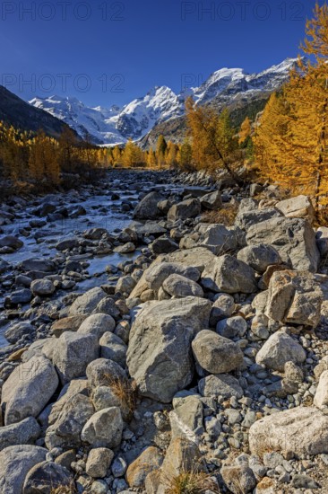 River, larch forest, autumn color, autumn, mountains, glaciers, morning light, Morteratsch Valley,