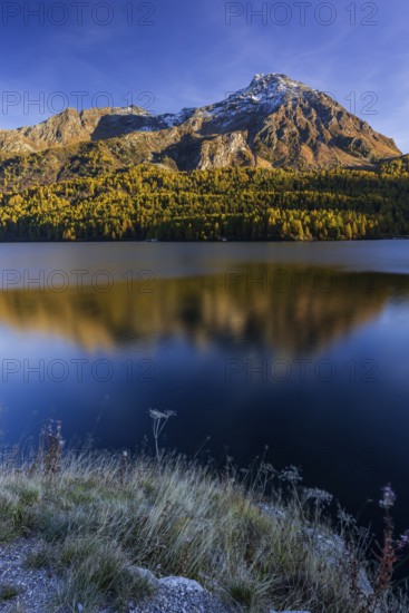 Mountains are reflected in lake, evening light, larch, autumn, autumn color, Lake Sils, Engadin,