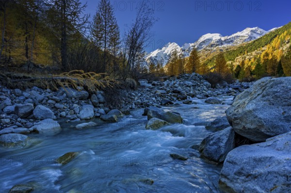 River, larch forest, autumn color, autumn, mountains, glaciers, morning light, Morteratsch Valley,