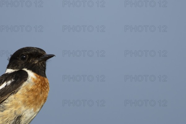 Eurasian stonechat (Saxicola rubicola) adult bird head portrait, England, United Kingdom
