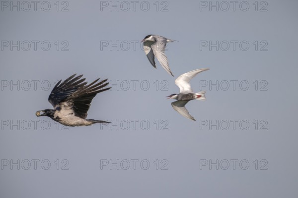 Cloudy crow (Corvus cornix) flying with egg, chased by white-bearded terns (Childonias hybride),