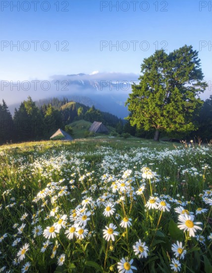 A sunlit meadow with daisies against a forest backdrop under a blue sky, Late summer country
