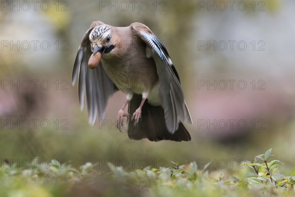 A jay (Garrulus glandarius) in flight with an acorn in its beak. He has his wings pointed