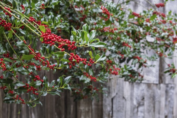 Holly (Ilex aquifolium), with red, poisonous fruits, Barken-Weseke, Münsterland, North