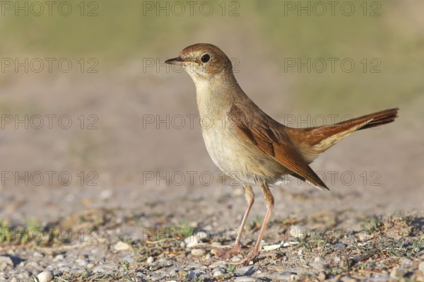 Nightingale (Luscinia megarhynchos) standing on the ground, wildlife, animals, birds, songbird,