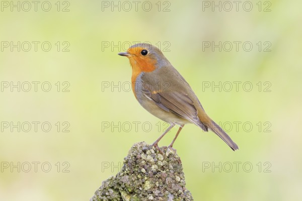 Robin (Erithacus rubecula) sitting on a stone in the garden, wildlife, animals, birds, songbird,