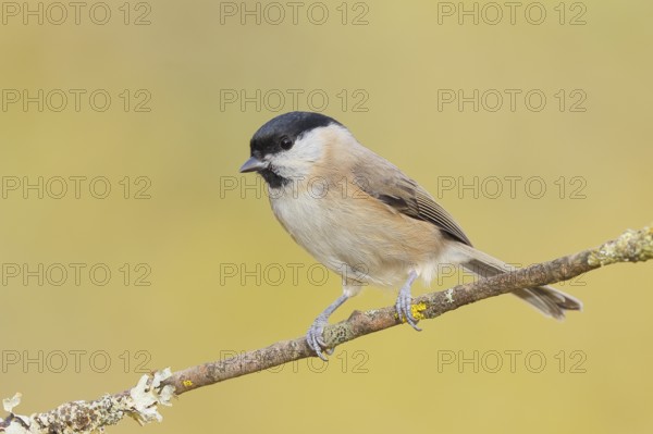 Swamp tit (Parus palustris) sitting on a branch, wildlife, animals, birds, tit, Siegerland, North