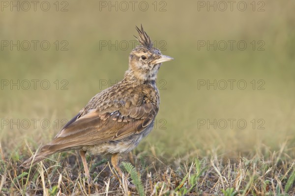 Crested lark (Galerida cristata) young bird standing in grass, wildlife, animals, birds, songbird,