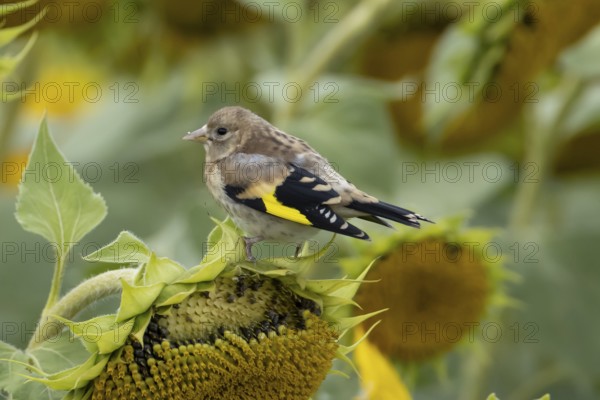 European goldfinch (Carduelis carduelis) juvenile baby bird on a sunflower seedhead in a field of