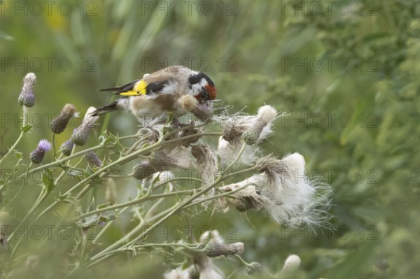 European goldfinch (Carduelis carduelis) adult bird feeding on a Creeping thistle seedheads,