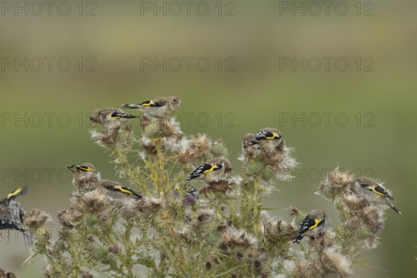 European goldfinch (Carduelis carduelis) juvenile baby birds feeding on Thistle plant seedheads,