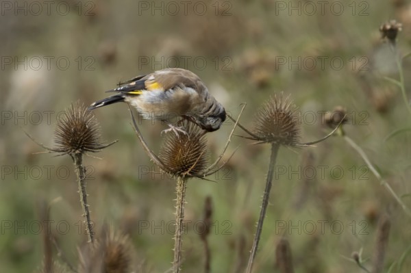 European goldfinch (Carduelis carduelis) adult bird feeding on a Teasel plant seedhead, England,