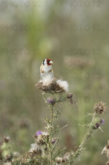 European goldfinch (Carduelis carduelis) adult bird on Creeping thistle plant seedheads, England,